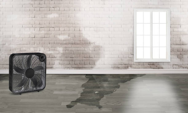Best Water damage restoration experts  in Holly Hills, CO